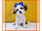 Pug-Shih Tzu Mix PUPPY FOR SALE ADN-841749 - Meet Sweet ERIC Today