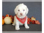 Cockapoo PUPPY FOR SALE ADN-841747 - Rover