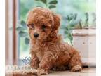 Poovanese PUPPY FOR SALE ADN-841746 - Havapoo
