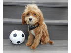 Cavapoo PUPPY FOR SALE ADN-841737 - Peanut MICRO MINI
