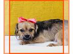 Pug-Shih Tzu Mix PUPPY FOR SALE ADN-841736 - Meet he cutest PugTzu Around EMMA