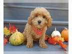 Cavapoo PUPPY FOR SALE ADN-841735 - Snickers MICRO MINI