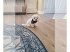 Bichon Frise PUPPY FOR SALE ADN-841733 - Bichon 11 weeks