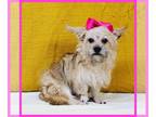 Pug-Shih Tzu Mix PUPPY FOR SALE ADN-841729 - Meet Emily