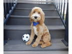 Cockapoo PUPPY FOR SALE ADN-841728 - Cooper