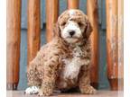 Goldendoodle (Miniature) PUPPY FOR SALE ADN-841727 - Micro Mini Goldendoodle
