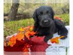 Labradoodle PUPPY FOR SALE ADN-841719 - F1 CKC Labradoodle