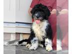Portuguese Water Dog PUPPY FOR SALE ADN-841710 - AKC Portuguese Water Dog Puppy
