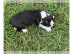 Boston Terrier PUPPY FOR SALE ADN-841703 - Ckc Registered Boston Terrier