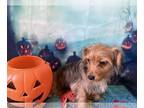 Chorkie PUPPY FOR SALE ADN-841702 - Chorkie boy