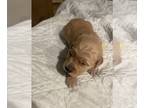 Golden Retriever PUPPY FOR SALE ADN-841700 - Golden retriever puppies