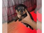 Rottweiler PUPPY FOR SALE ADN-841827 - AKC Rottweilers pups