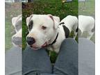 American Pit Bull Terrier Mix DOG FOR ADOPTION RGADN-1215534 - (KS COURTESY