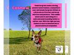 Pembroke Welsh Corgi Mix DOG FOR ADOPTION RGADN-1218290 - Cashew - Corgi / Mixed