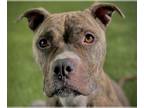 Boxer Mix DOG FOR ADOPTION RGADN-1219280 - VENUS - Boxer / Mixed (medium coat)