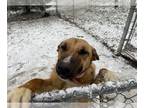 Black Mouth Cur DOG FOR ADOPTION RGADN-1220095 - Millie - Black Mouth Cur /