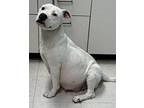 China, Staffordshire Bull Terrier For Adoption In Forrest City, Arkansas