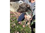 Anastasia, Terrier (unknown Type, Medium) For Adoption In Bedford Hills