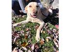 Kingston, Labrador Retriever For Adoption In Bedford Hills, New York