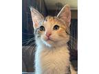Princess Consuela, Domestic Shorthair For Adoption In Canton, South Dakota