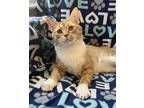 Dave (fka Socks), Domestic Shorthair For Adoption In Valley Park, Missouri