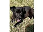 Socks, Border Terrier For Adoption In Memphis, Tennessee