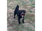 Morris, Schnauzer (standard) For Adoption In South Bend, Indiana