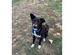 Dawson, Schnauzer (standard) For Adoption In South Bend, Indiana
