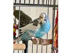 Polly, Parakeet - Other For Adoption In Libertyville, Illinois