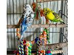 Pretty, Parakeet - Other For Adoption In Libertyville, Illinois