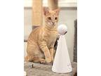 Feta, Domestic Shorthair For Adoption In Apex, North Carolina