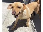 Daisy, Labrador Retriever For Adoption In Vancouver, Washington