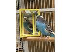 Azure Bonded To Limoncello, Parakeet - Other For Adoption In West Vancouver