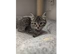 Chuckie, Domestic Shorthair For Adoption In Kalamazoo, Michigan