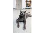 Tenacious C, Domestic Shorthair For Adoption In Kalamazoo, Michigan