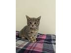 Chilly, Domestic Shorthair For Adoption In Kalamazoo, Michigan