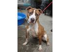 Howie, American Pit Bull Terrier For Adoption In Forked River, New Jersey