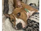 Breezy, American Pit Bull Terrier For Adoption In Forked River, New Jersey