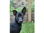 24-102 Kacy "just Arrived", Labrador Retriever For Adoption In Richardson, Texas