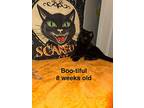 Boo-tiful, Domestic Shorthair For Adoption In Brandon, Florida