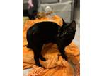 Octavia, Domestic Shorthair For Adoption In Brandon, Florida