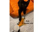 Eek, Domestic Shorthair For Adoption In Brandon, Florida