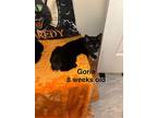 Goria, Domestic Shorthair For Adoption In Brandon, Florida