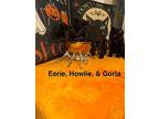 Eerie, Domestic Shorthair For Adoption In Brandon, Florida