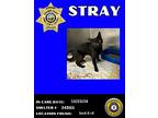 Jiji, Domestic Shorthair For Adoption In Nicholasville, Kentucky