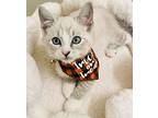 Fig, Snowshoe For Adoption In Salisbury, North Carolina