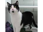 Gemini, Domestic Shorthair For Adoption In Des Moines, Iowa
