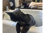 Cashmere, Domestic Mediumhair For Adoption In Escalon, California