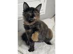 Brandy, Domestic Mediumhair For Adoption In Escalon, California
