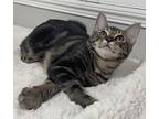 Blaze, Domestic Shorthair For Adoption In Escalon, California